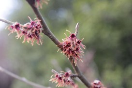 hamaelis vernalis autumn embers.JPG