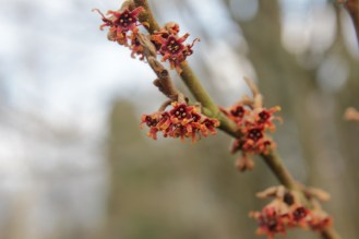 hamaelis vernalis dora county in arkansaw.JPG
