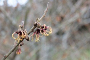 hamamelis japonica rubra (2).JPG