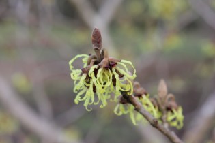 hamamelis japonica sulphurea (3).JPG