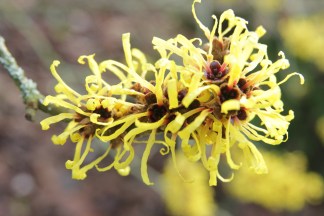 hamamelis mollis boskoop.JPG