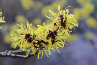 hamamelis-mollis-jermyns-gold-3