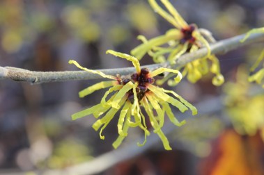 hamamelis mollis princeton gold (3).JPG
