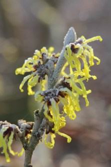 hamamelis-mollis-wisley-supreme-2