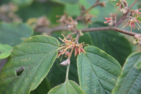 hamamelis virginiana champlins red.JPG