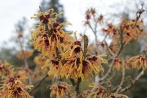 hamamelis x intermedia cyrille (3).JPG