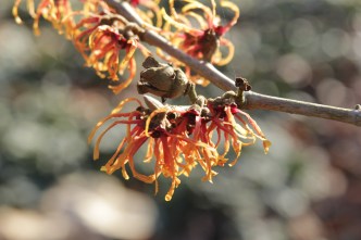 hamamelis x intermedia jelena (3).JPG