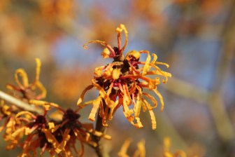 hamamelis x intermedia orange peel.JPG
