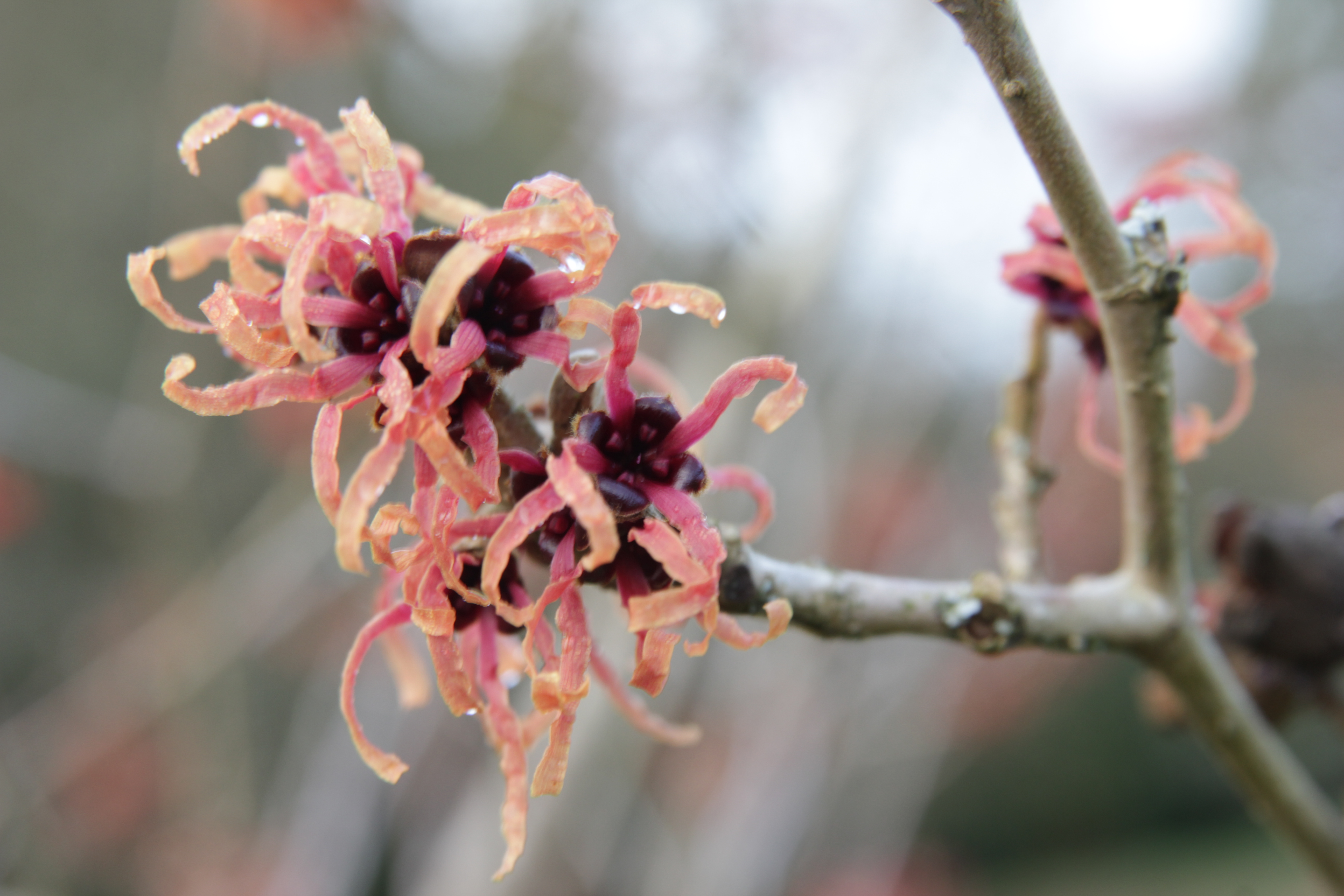 Hamamelis, the winter Witches of Sir Harold Hillier Gardens Thomas