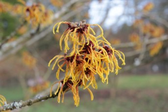 hamamelis x intermedia vezna (2).JPG