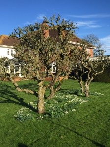 A pruned old fruit tree