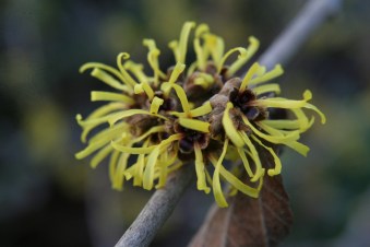 mollis early bright2.JPG