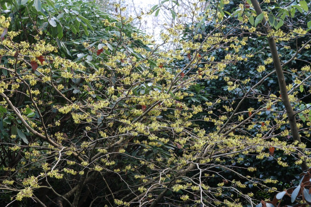 pallida2