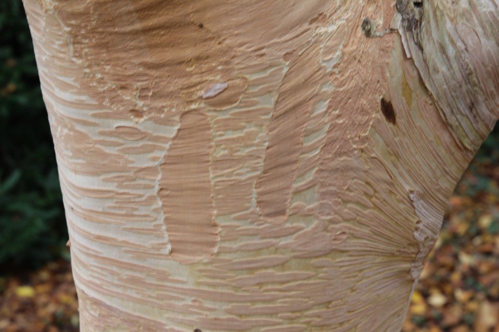 betula-ermanii-2