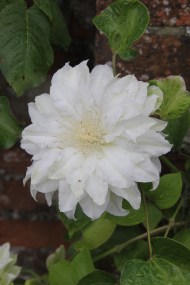 clematis-artic-queen