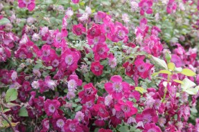 clematis-avate-garde-2