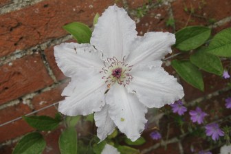 clematis-pat-coleman
