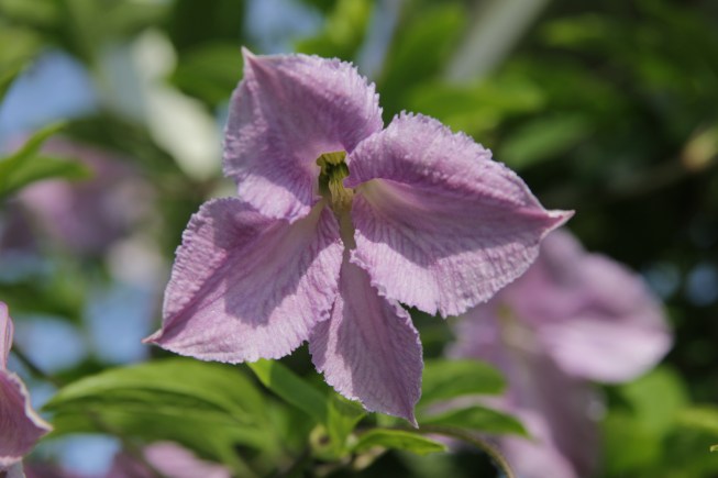 clematis-viticella-betty-corning-2