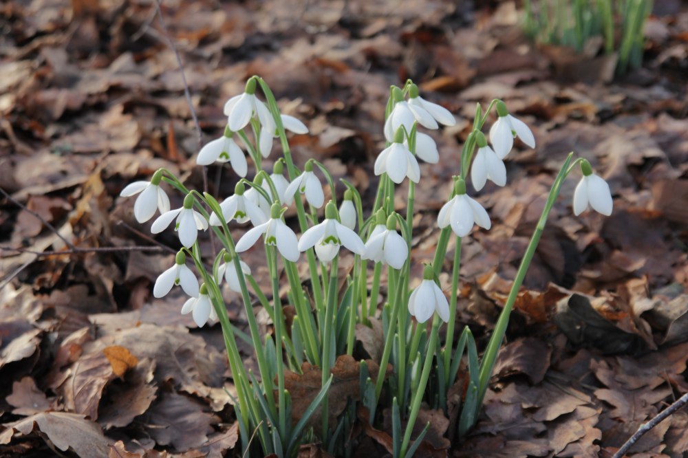 galanthus-mrs-w-m-george-2