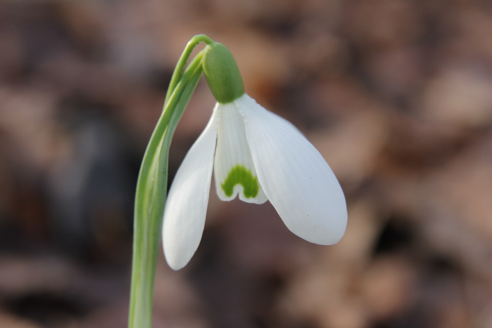 galanthus-mrs-w-m-george-6