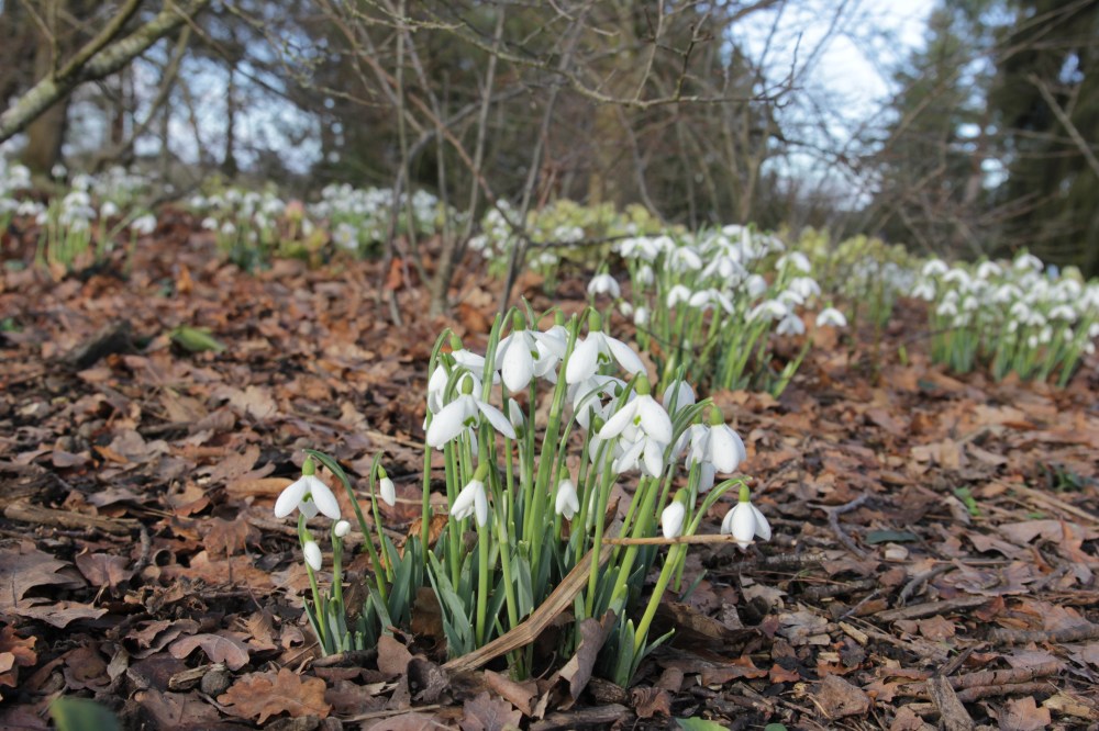 galanthus mrs w m George (8).JPG