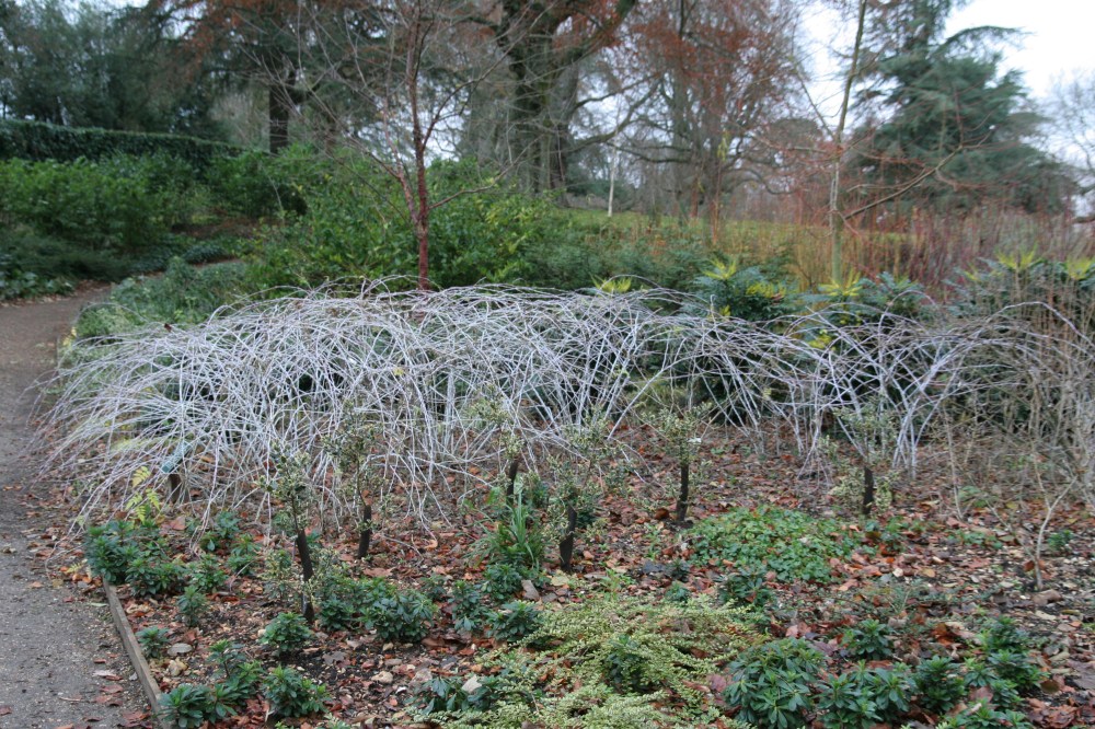 rubus-cockbarnus-golden-vale2