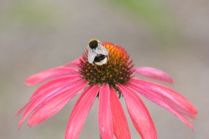 echinacea hot summer (4)