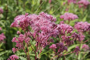 eupatorium purpureum 'purple bush'