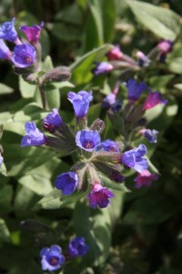 pulmonaria beths blue