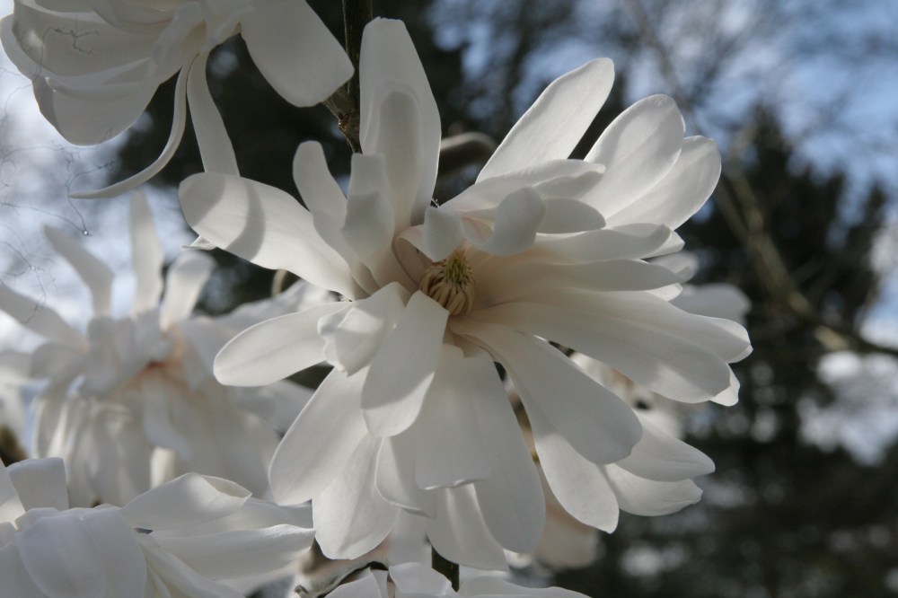 stellata centennial1.JPG