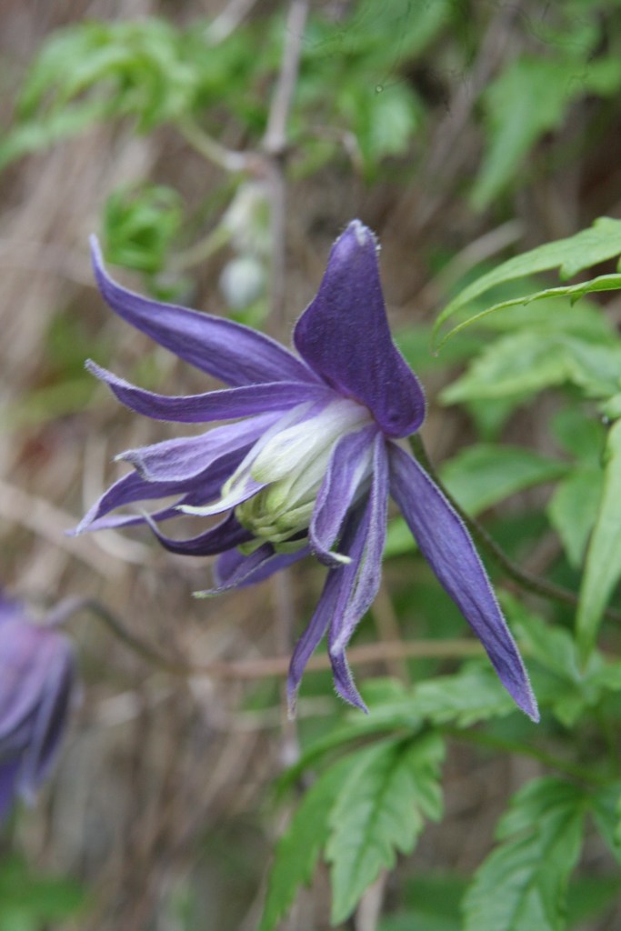 clematis macrocarpa maidwell hall
