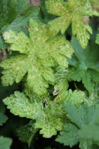 geranium phaeum connie broe