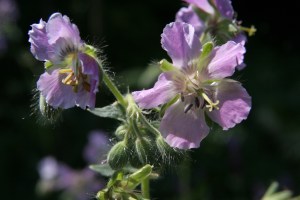 geranium phaeum joan baker2