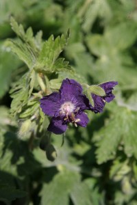 geranium phaeum lilly lovell