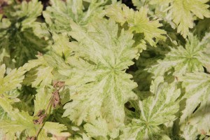 geranium phaeum margaret wilson (2)