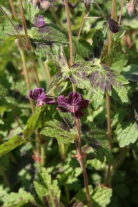 geranium phaeum sambor (3)