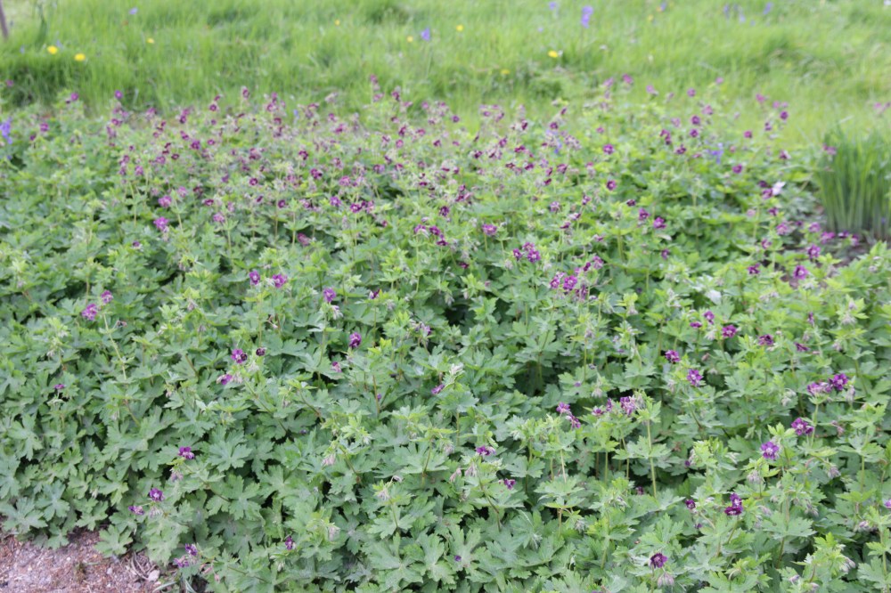 geranium phaeum.JPG