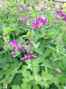 geranium pheaum alexs pink