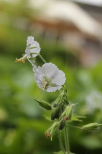 Phaeum 'alba'