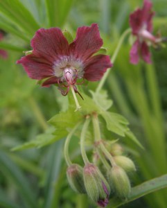 phaeum rose madder