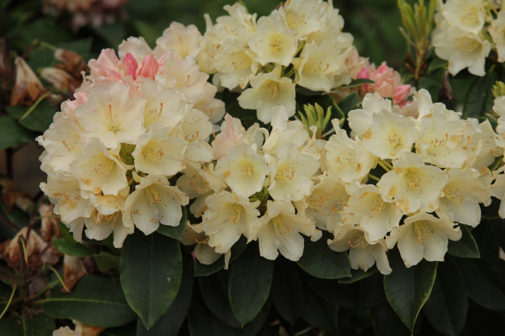 Rhododendron golden torch1.JPG