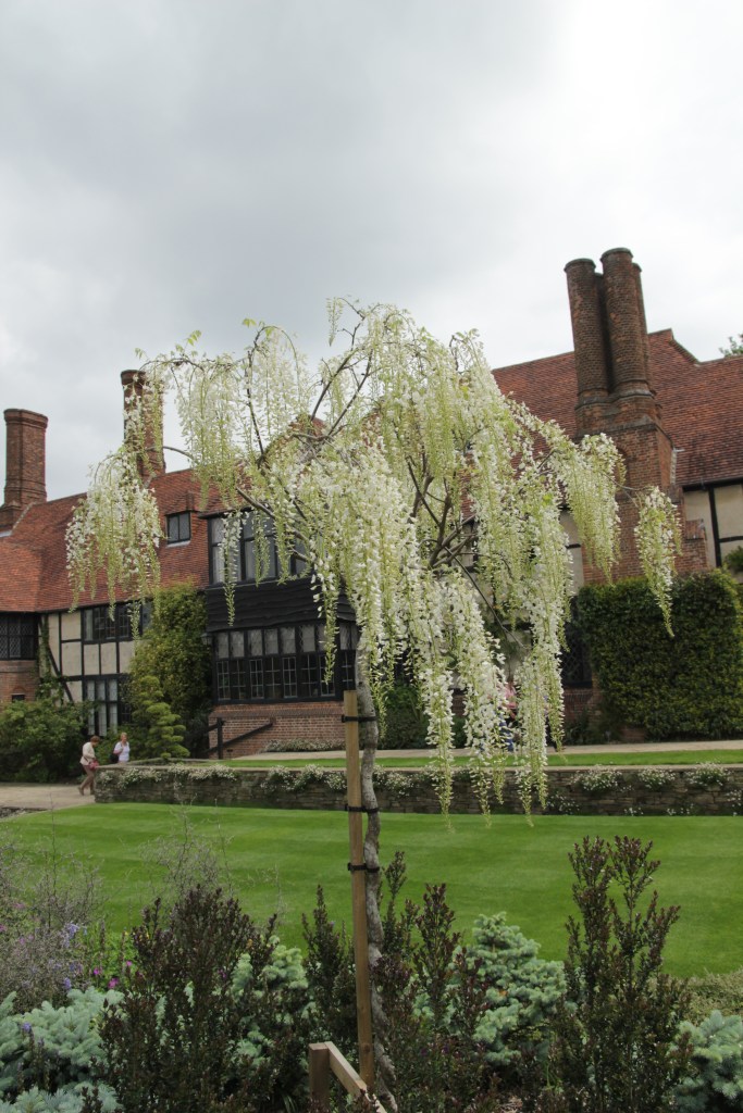 Wisteria sinensis Alba