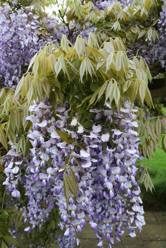 wisteria sinsis (2)