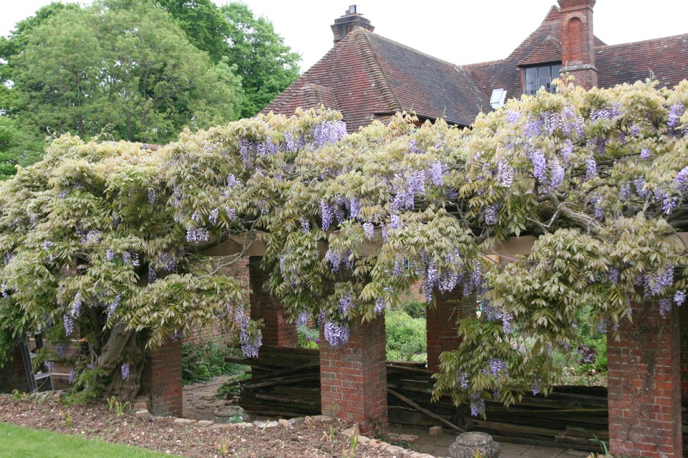wisteria sinsis