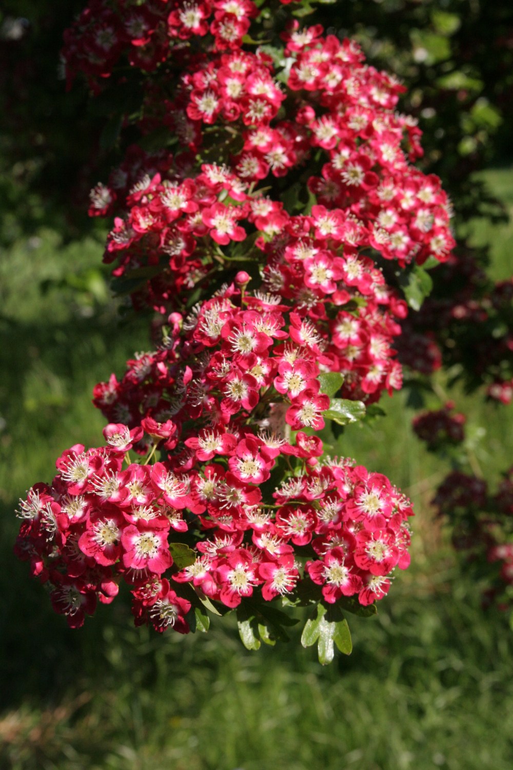 crataegus monogyna coccinea plena'