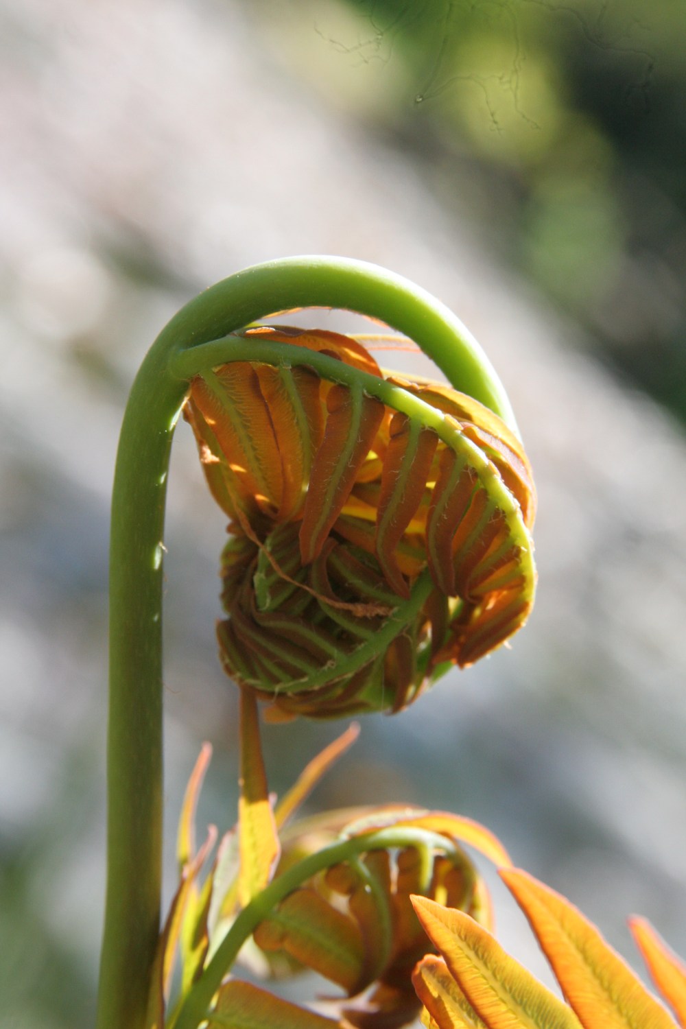 osmunda regalis