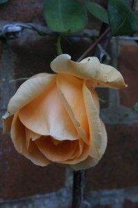 rosa lady hillington (2)