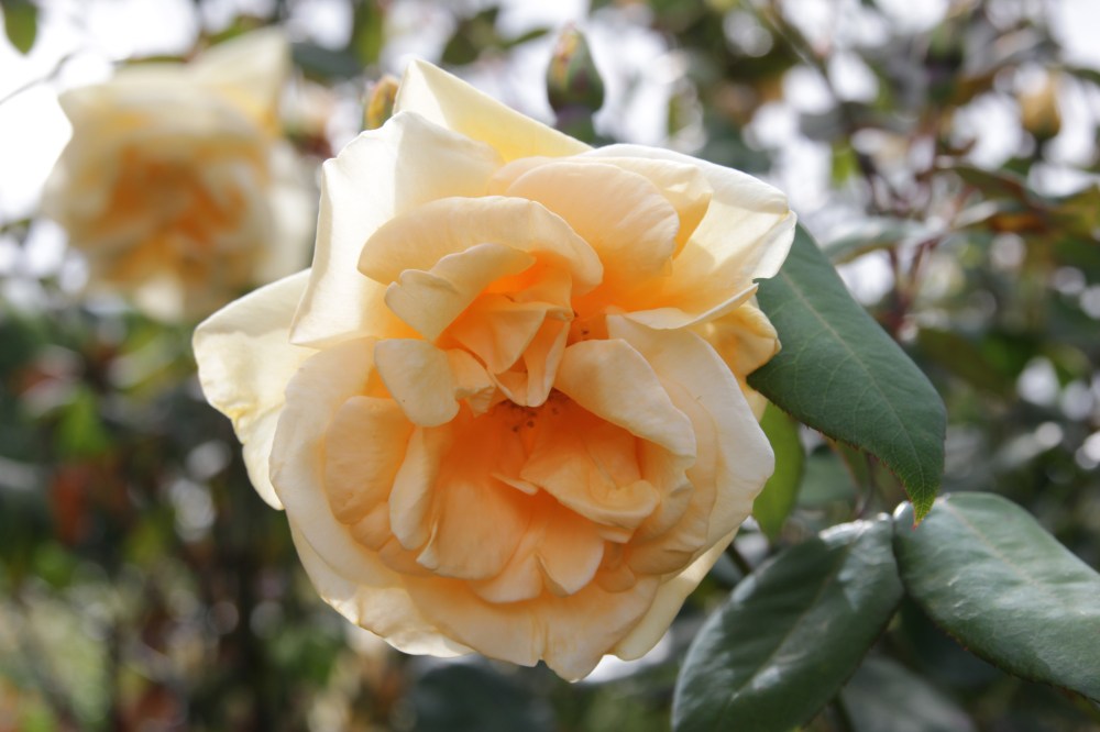 rosa lady hillington (3)