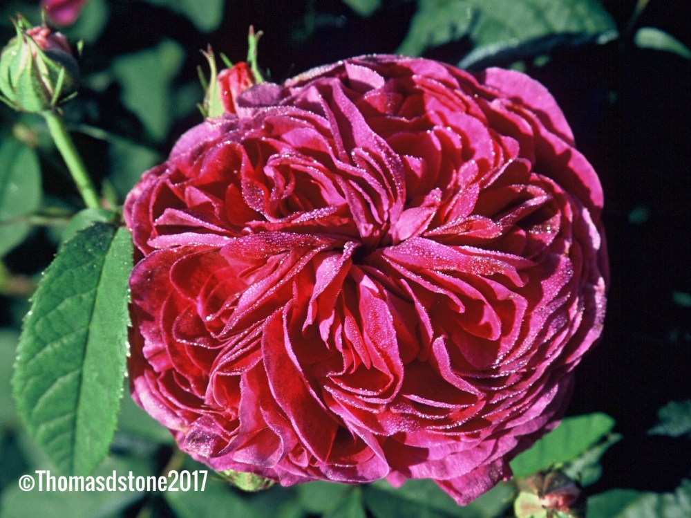 Rosa Charles de mills