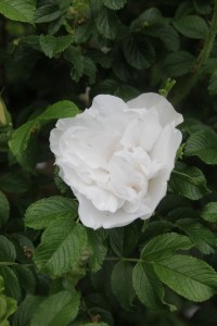 rosa blanc double de combert (2)